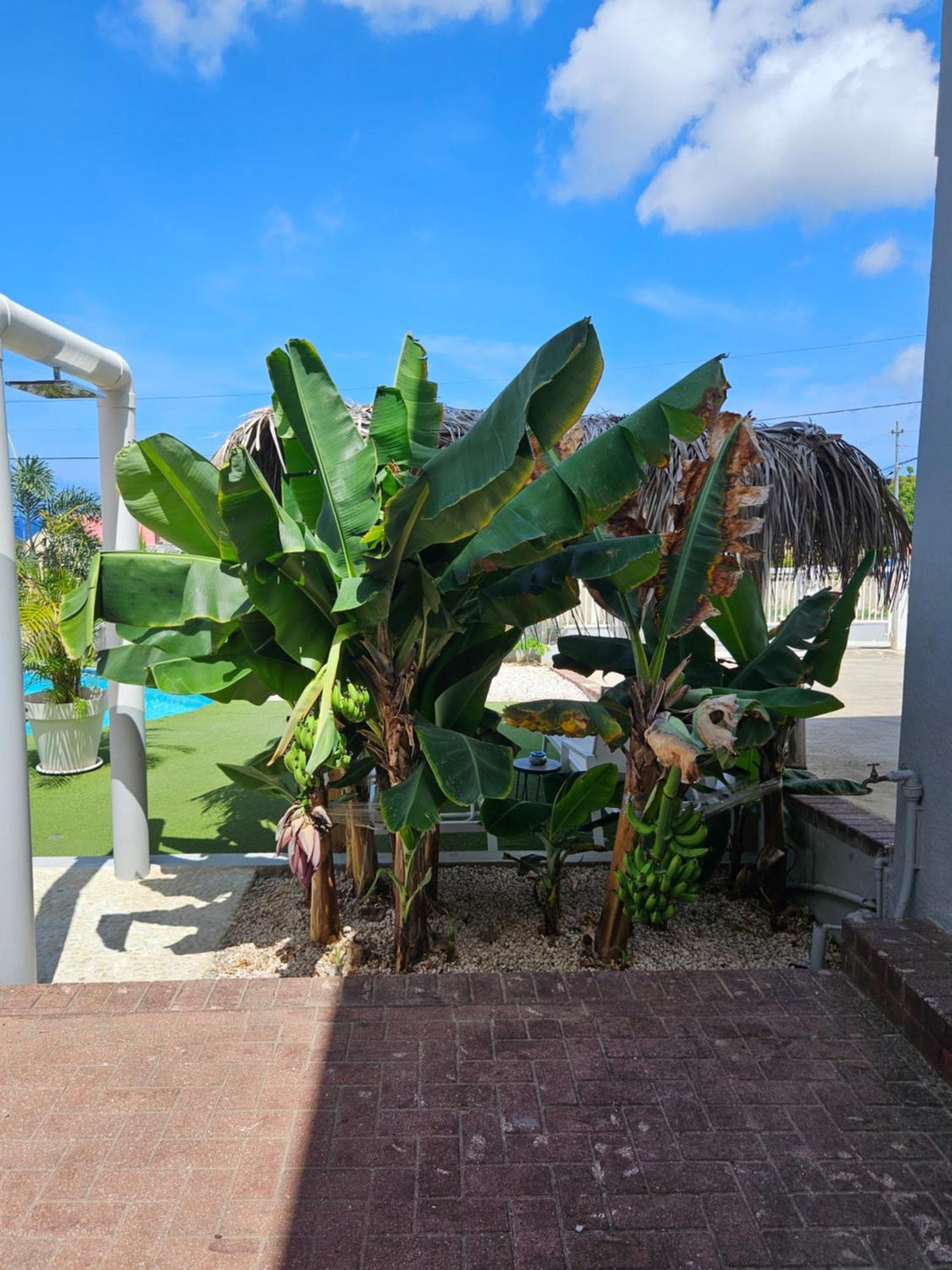 Villa Raven'S Paradise Willemstad Exterior foto